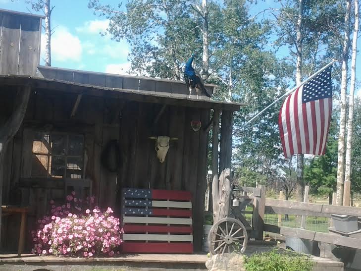 Pine River Riding Stable Horseback Riding Stud Service Horse